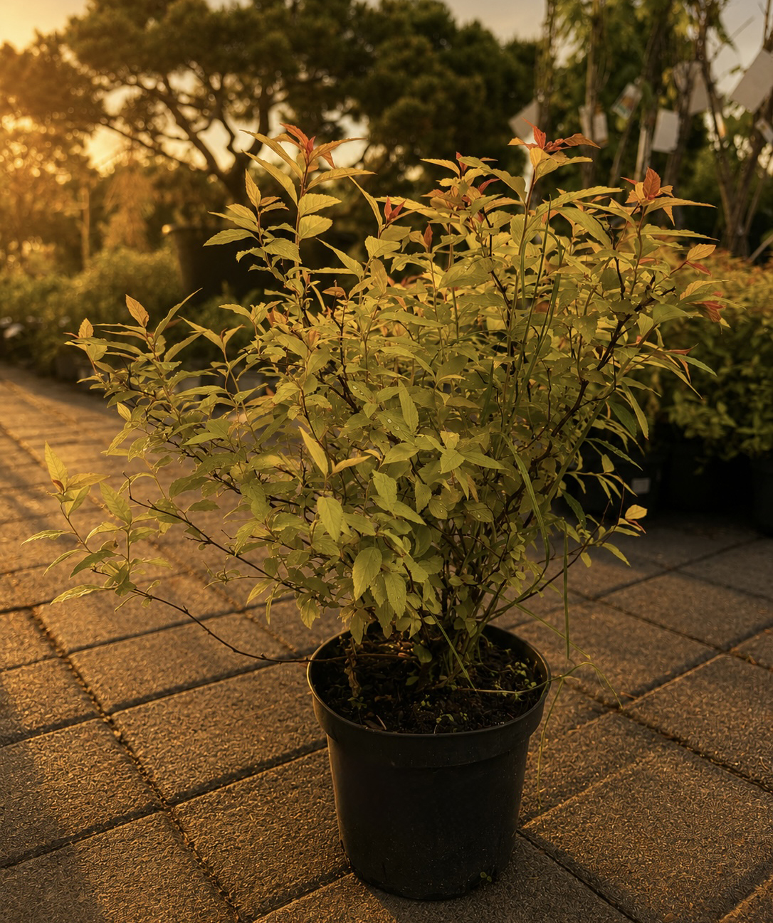 Բույս «O2 Gardens» Spiraea Japonica Goldflame