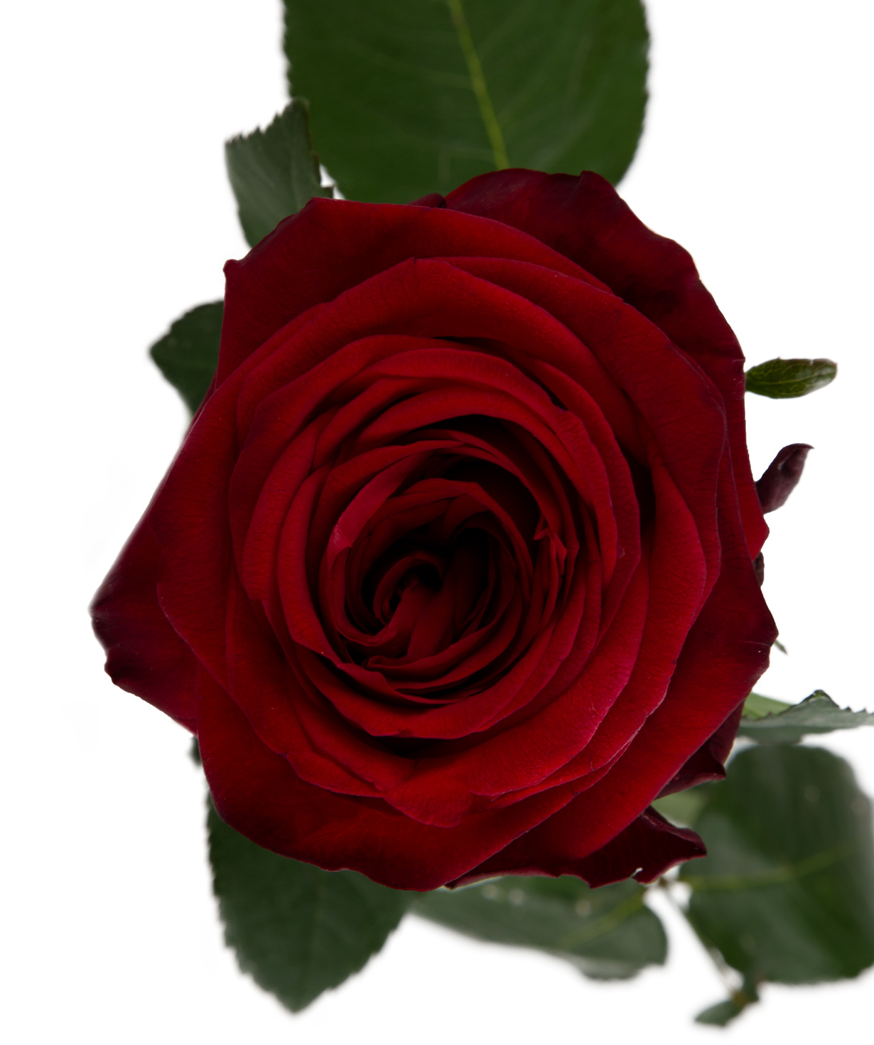 Gyumri rose «Red Naomi» red, 80 cm