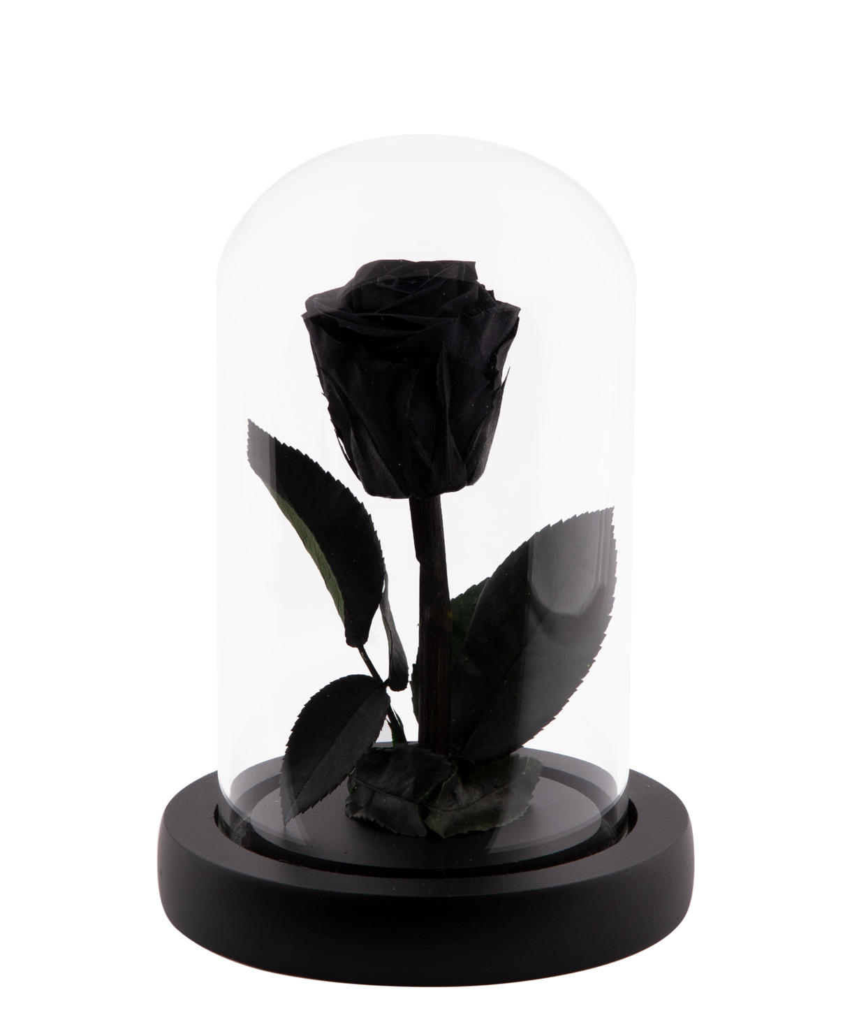 Rose `EM Flowers` eternal black 13 cm in a flask