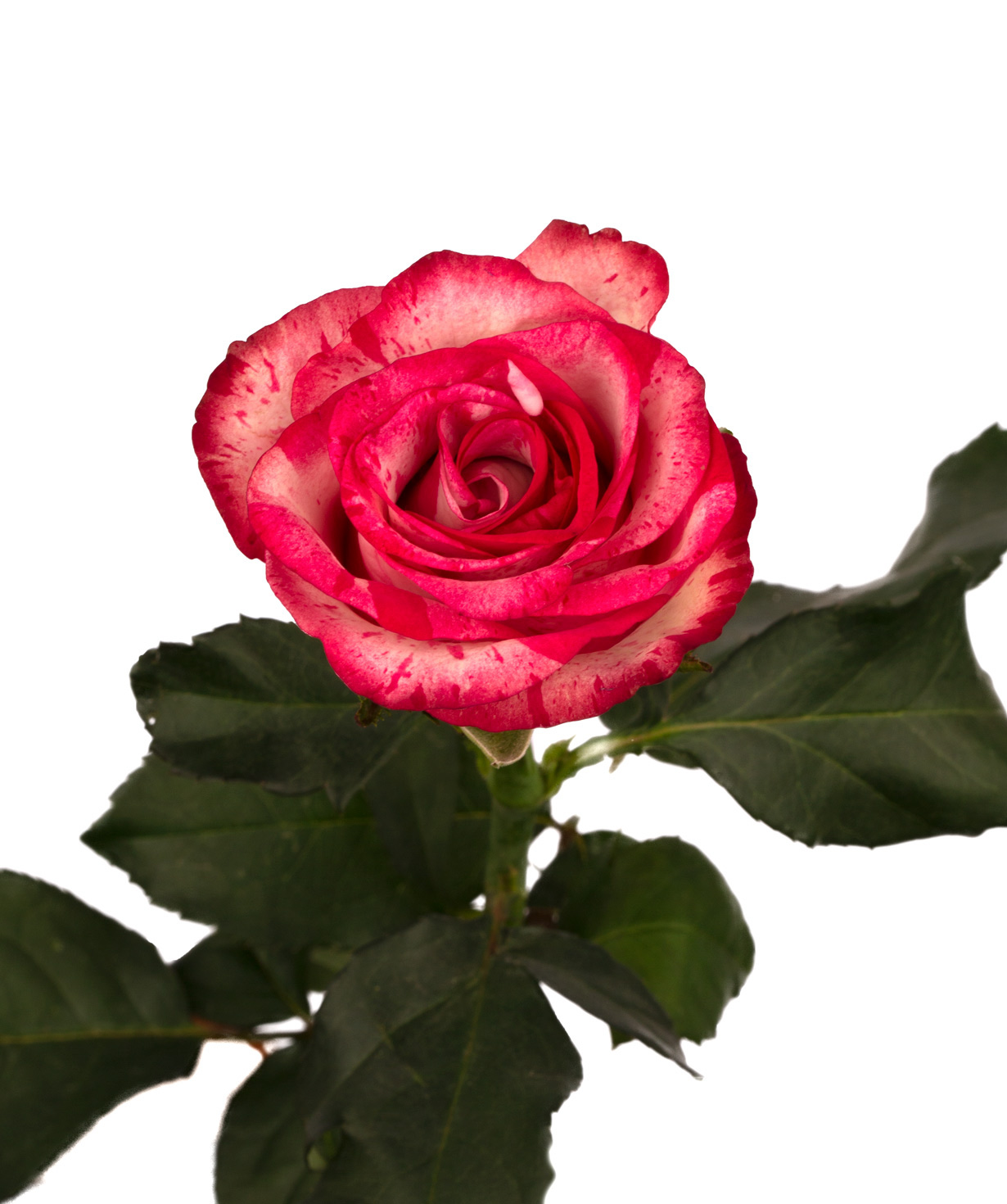Роза `Baracuda` розовая