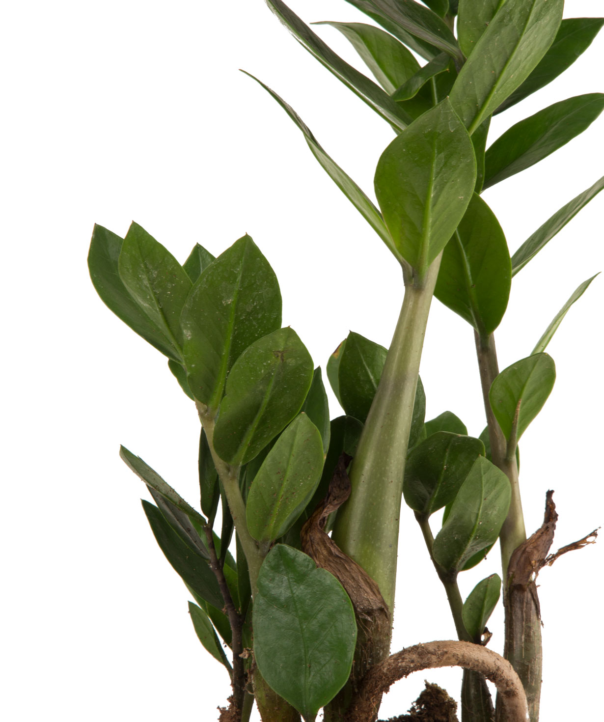 Plant `Orchid Gallery` Zamioculcas №1