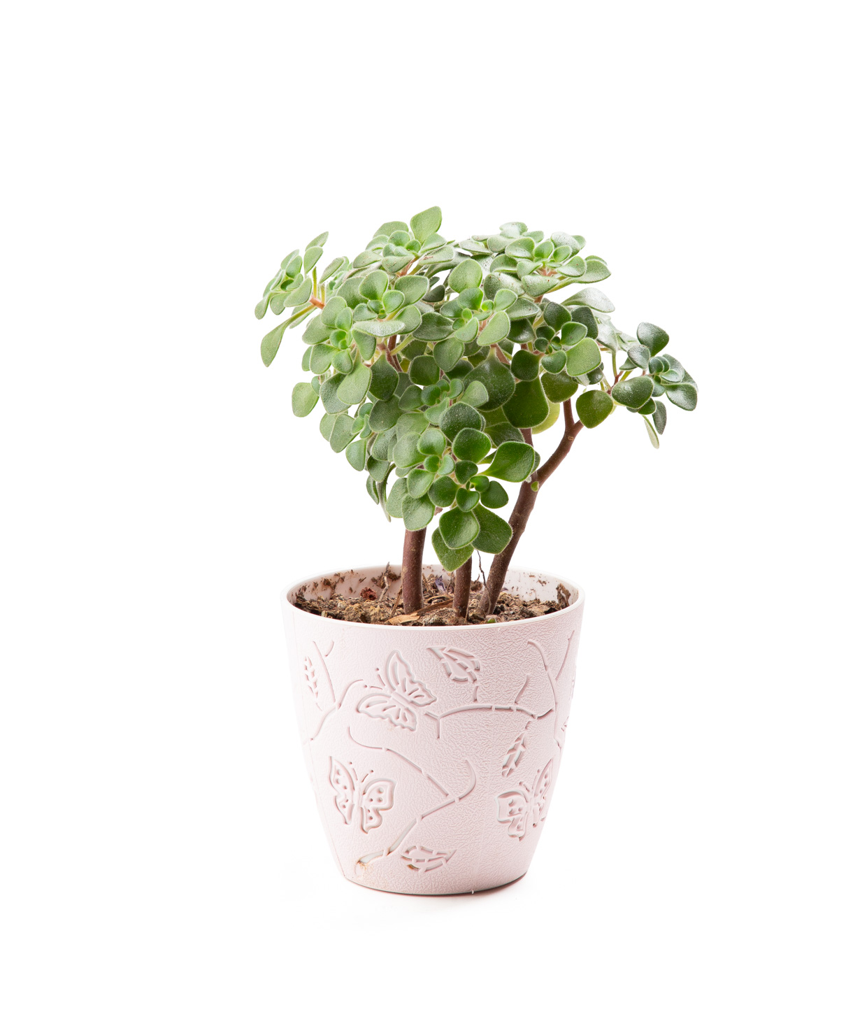 Plant «Eco Garden» Aichryson №1