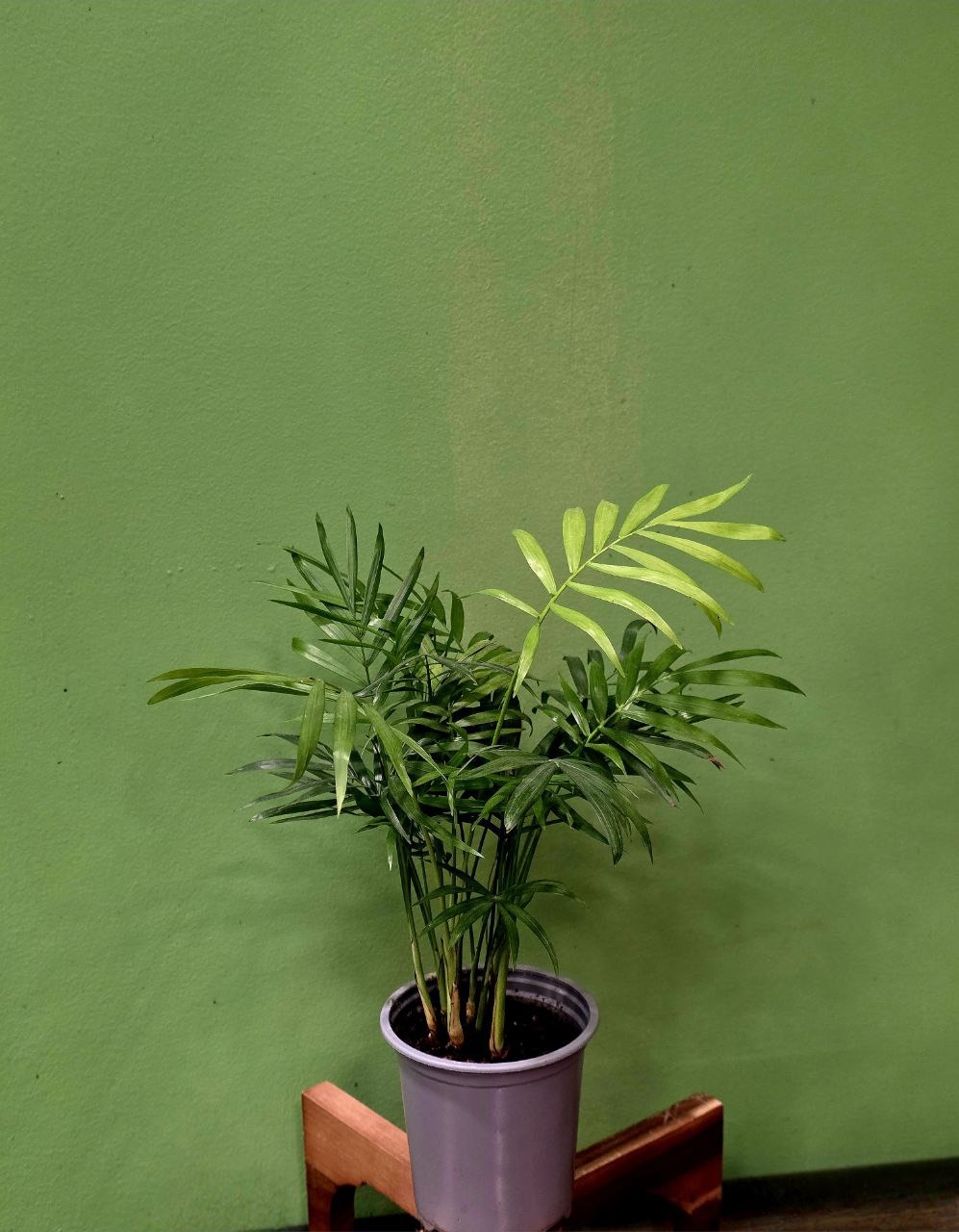 Растение «Greenarium» Хамедория №32
