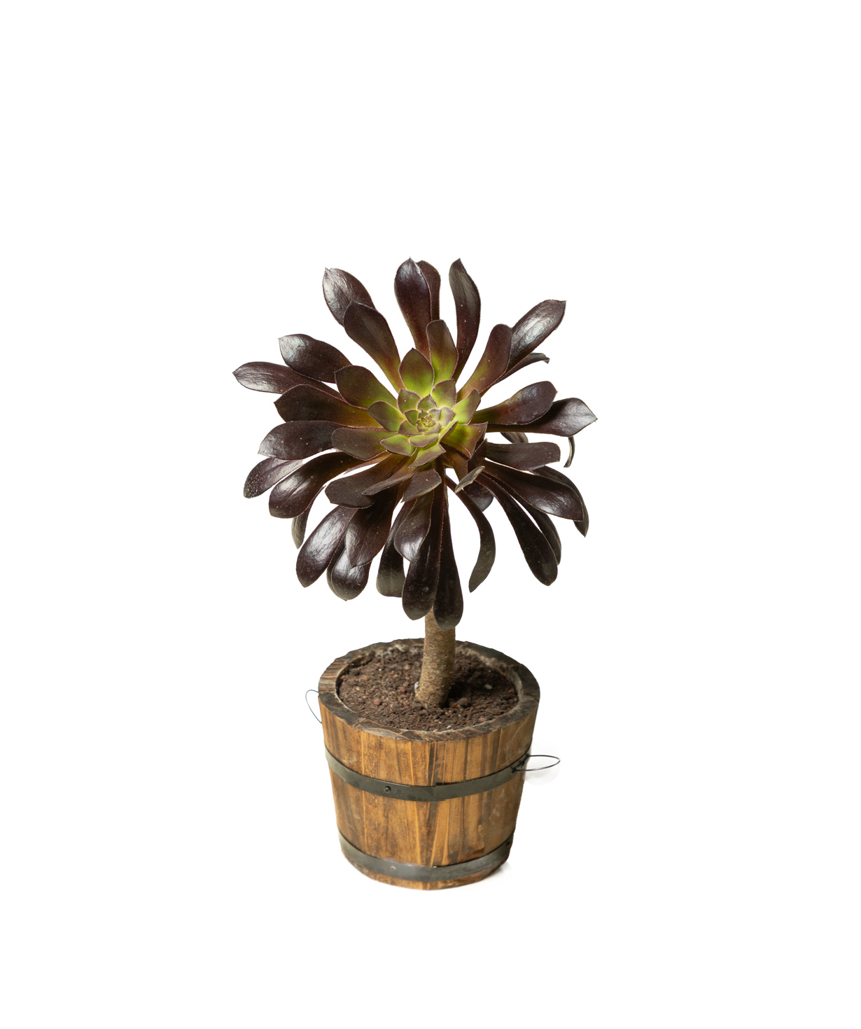 Plant «Eco Garden» Black Aeonium №76