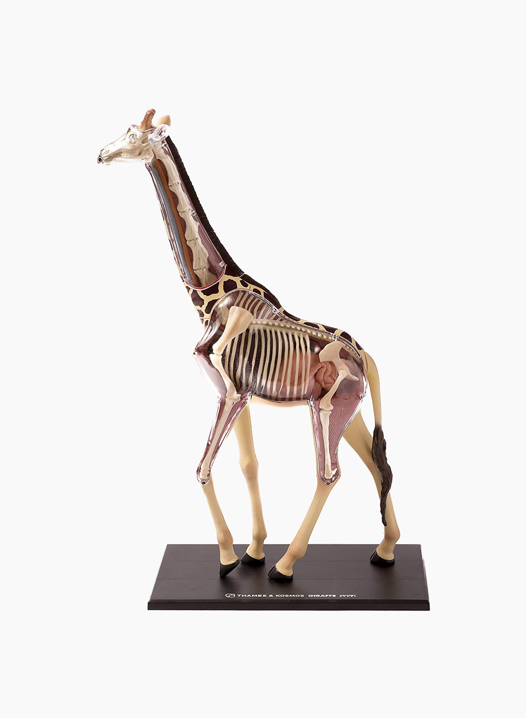 THAMES & KOSMOS Обучающая Игра Анатомия Животных: Жираф