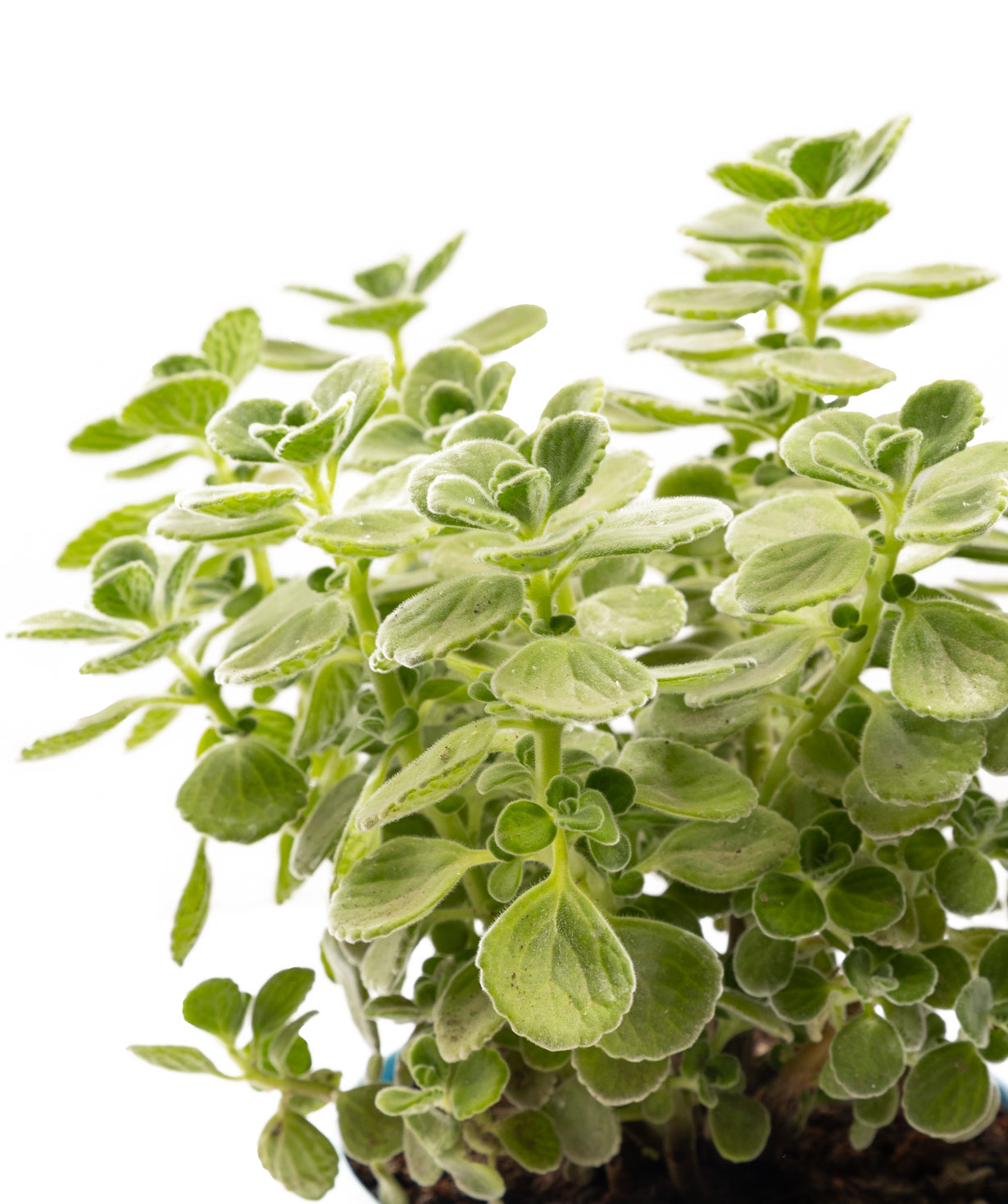 Растение «Eco Garden» Плектрантус №61