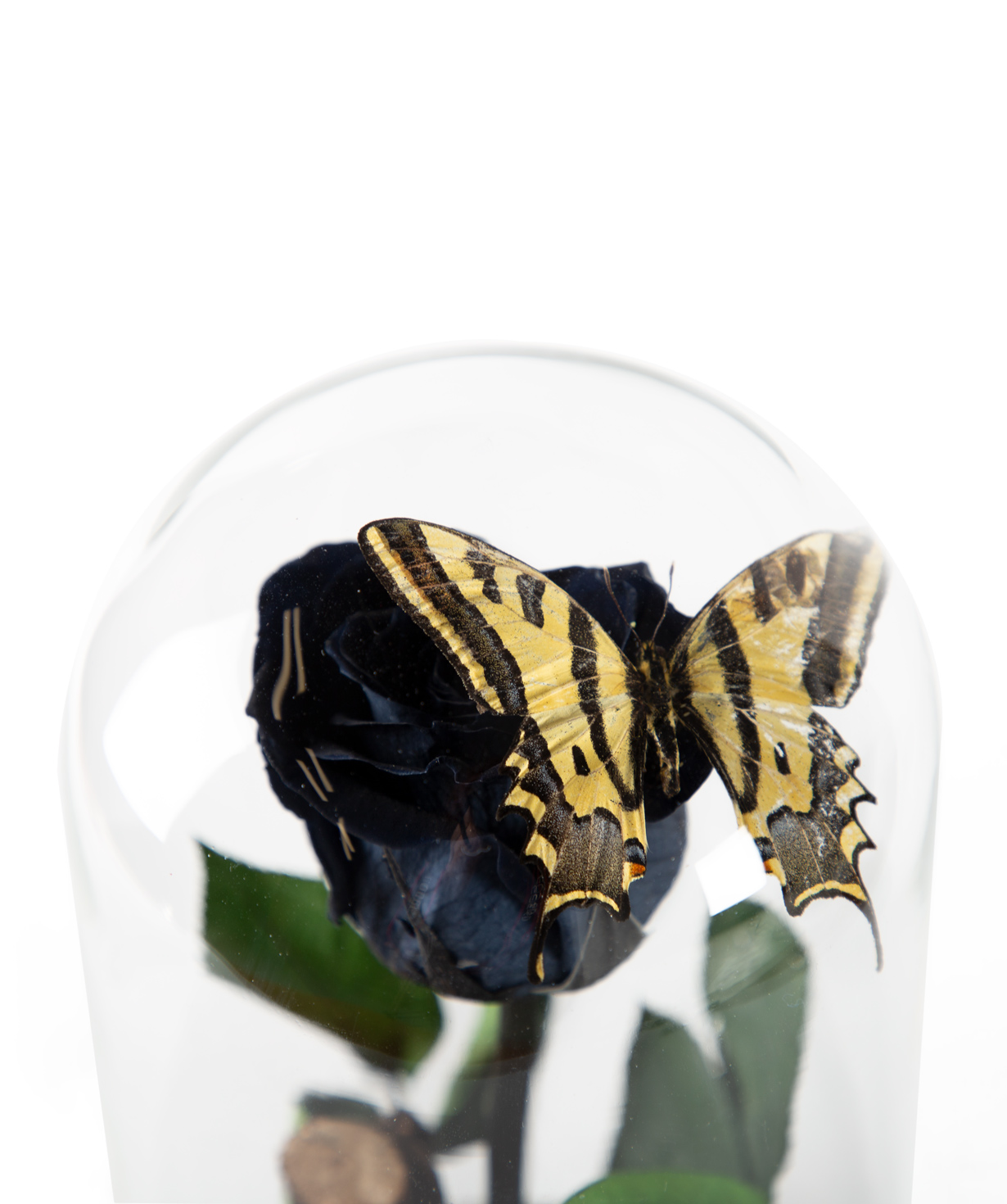Rose `EM Flowers` eternal black 23 cm