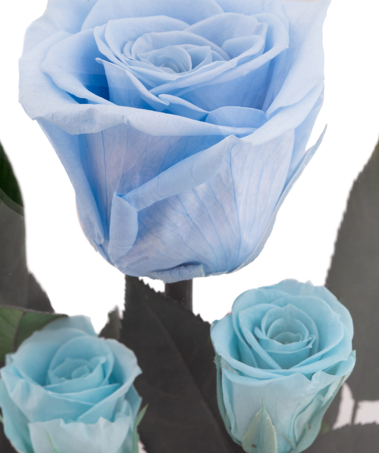 Розы `EM Flowers` вечная голубая 21 см в колбе