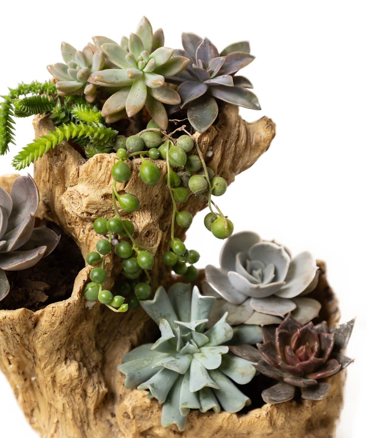 Plant «Eco Garden» Succulent №80