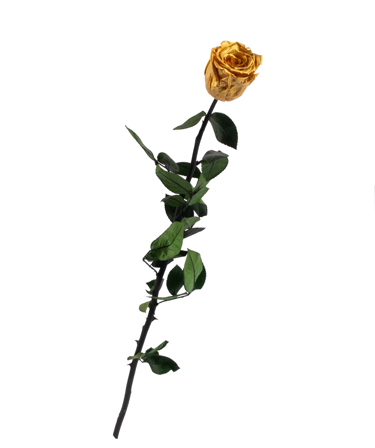 Վարդ «EM Flowers» հավերժական ոսկեգույն 50 սմ