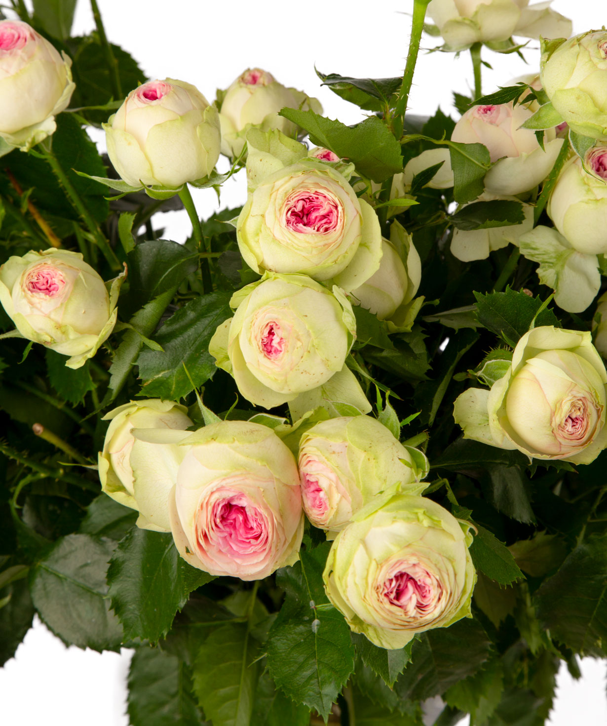 Букет `JELATO` с пионовидных роз