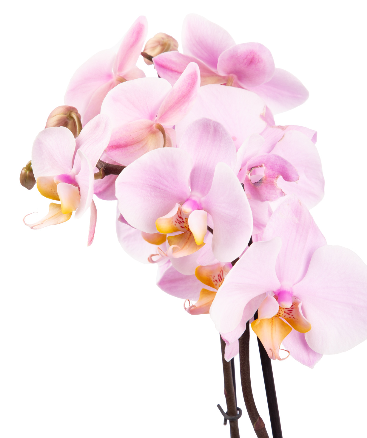 Растение «Orchid Gallery» Орхидея №37
