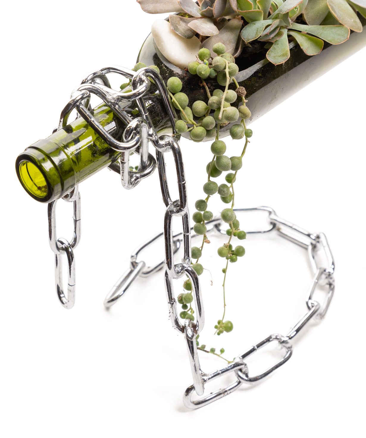 Բույս «Eco Garden» Գինի սուկուլենտներ №71