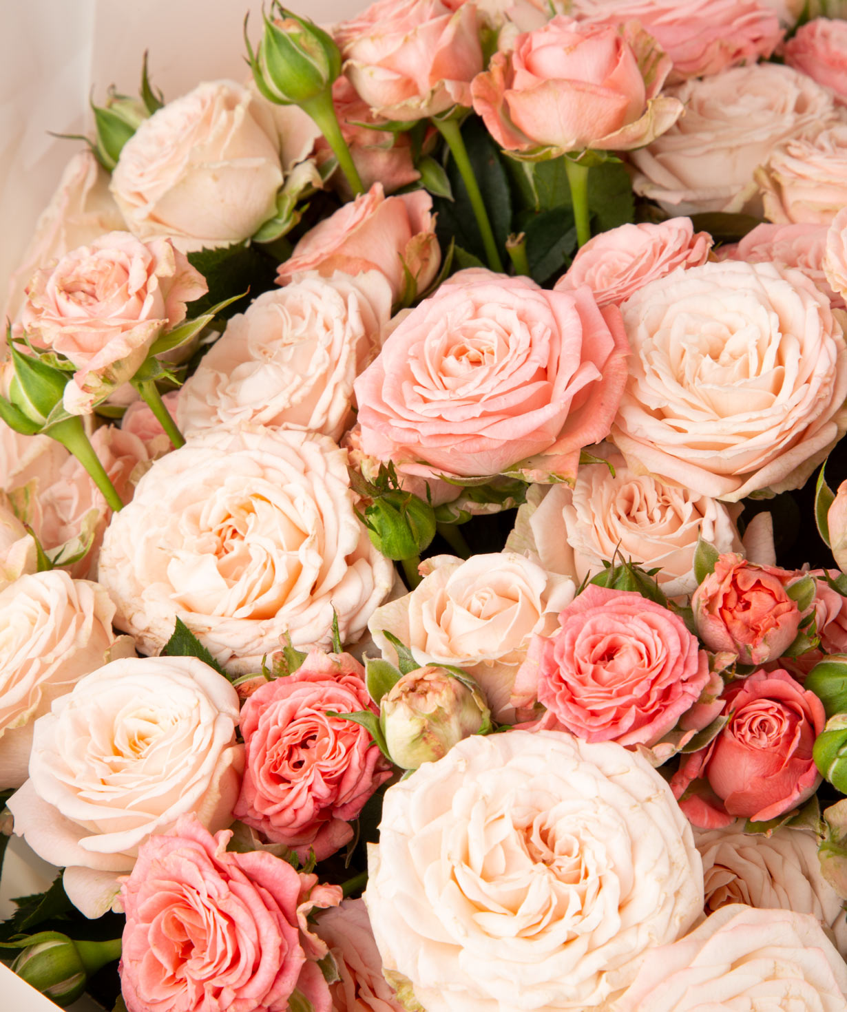 Bouquet `Babelon`  bush peony rose
