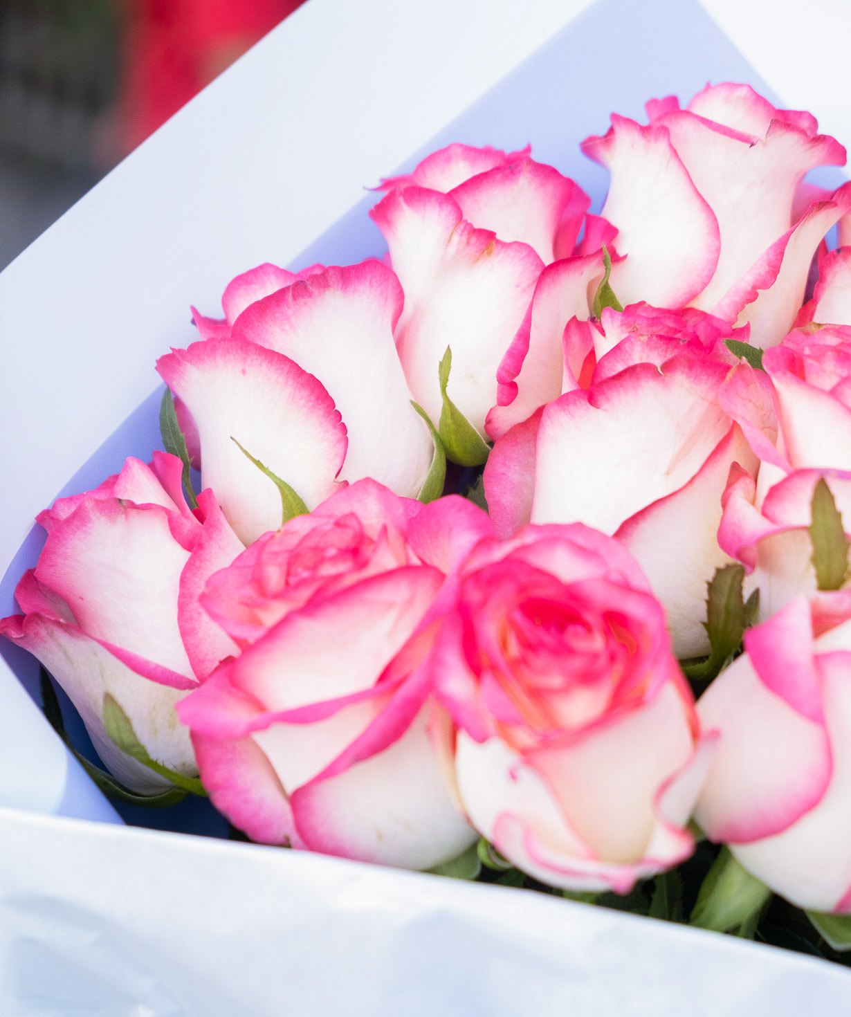 Ծաղկեփունջ «Ակվեդոլչի» վարդերով սպիտակ և վարդագույն