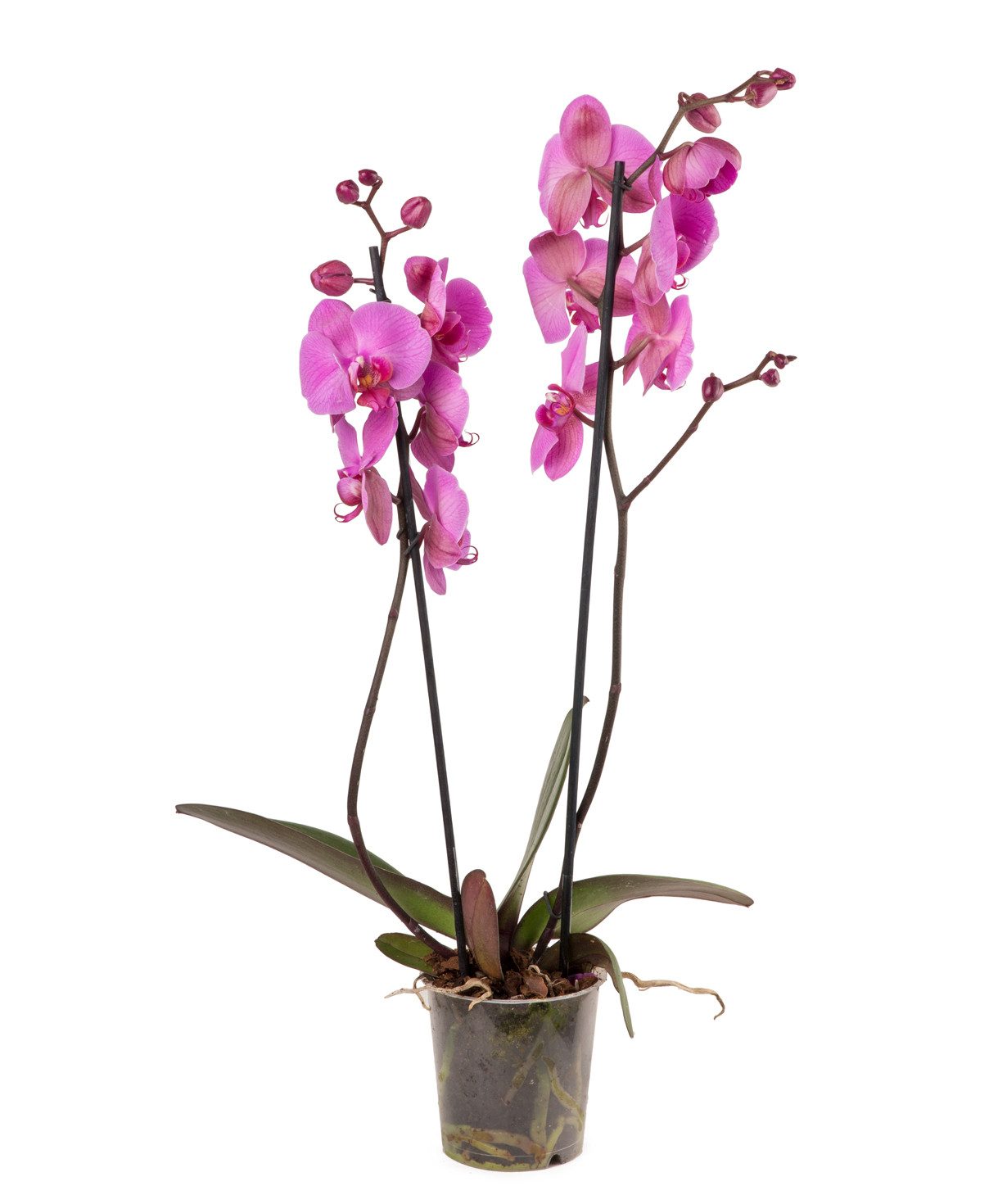 Растение `Orchid Gallery` Орхидея №21