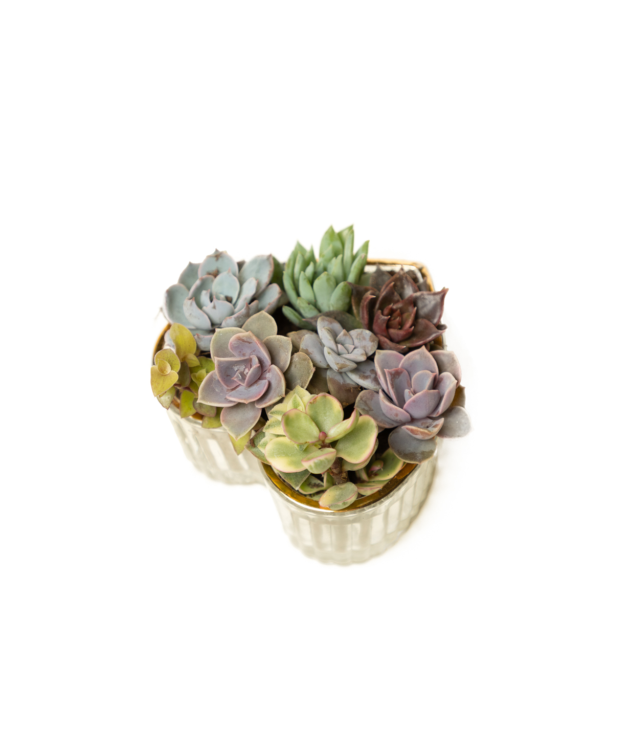 Plant «Eco Garden» Succulent №84