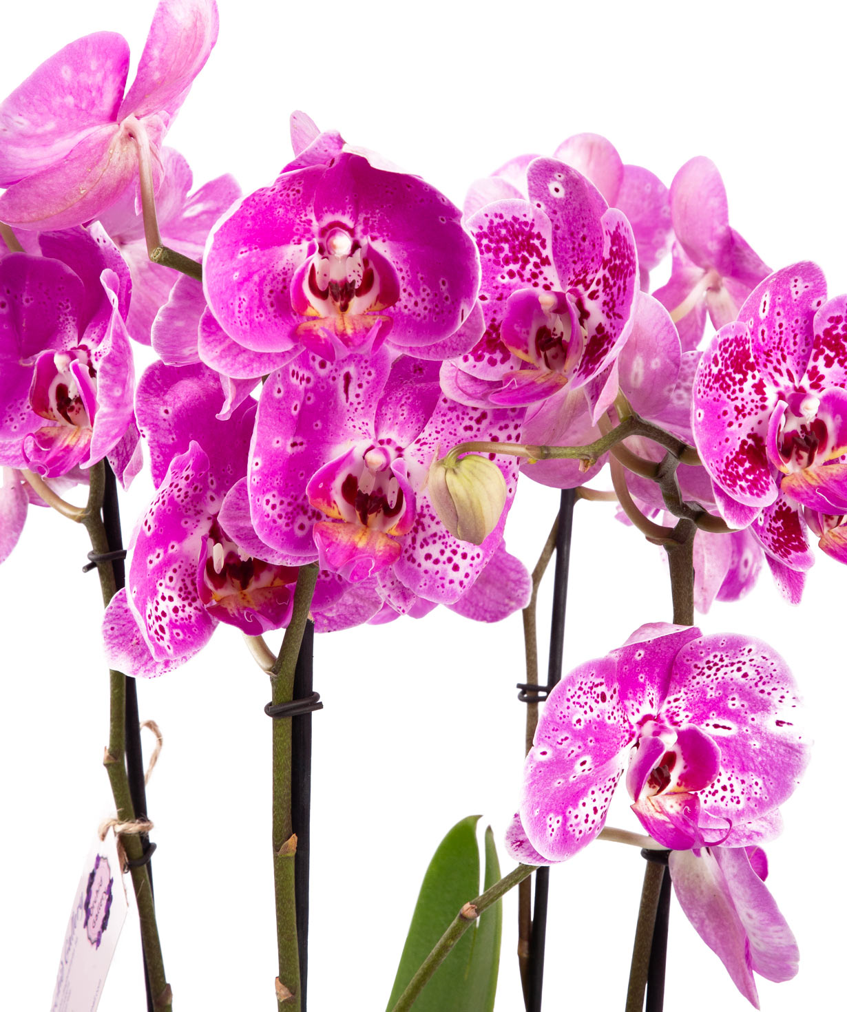Plant «Orchid Gallery» Orchid №35