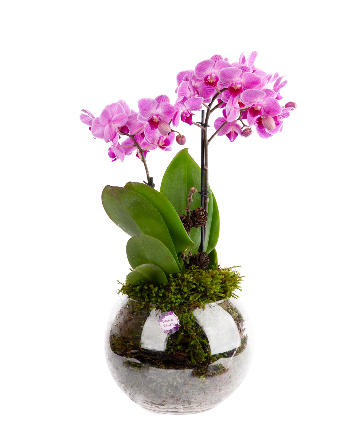 Композиция ''Orchid Gallery'' из орхидей