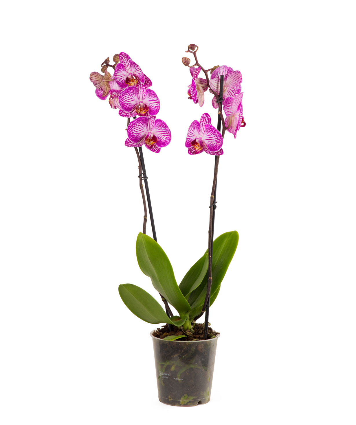 Растение `Orchid Gallery` Орхидея №20