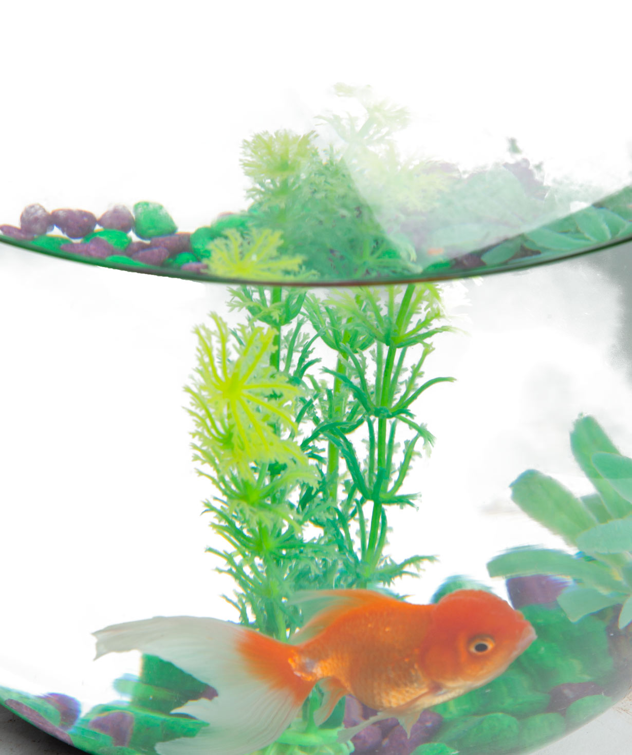 Goldfish «Eco Garden» in a tank
