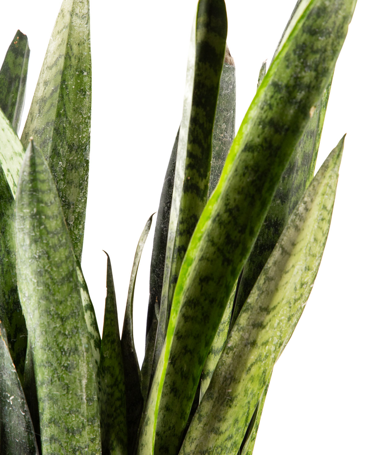 Plant «Orchid Gallery» Sansevieria №4