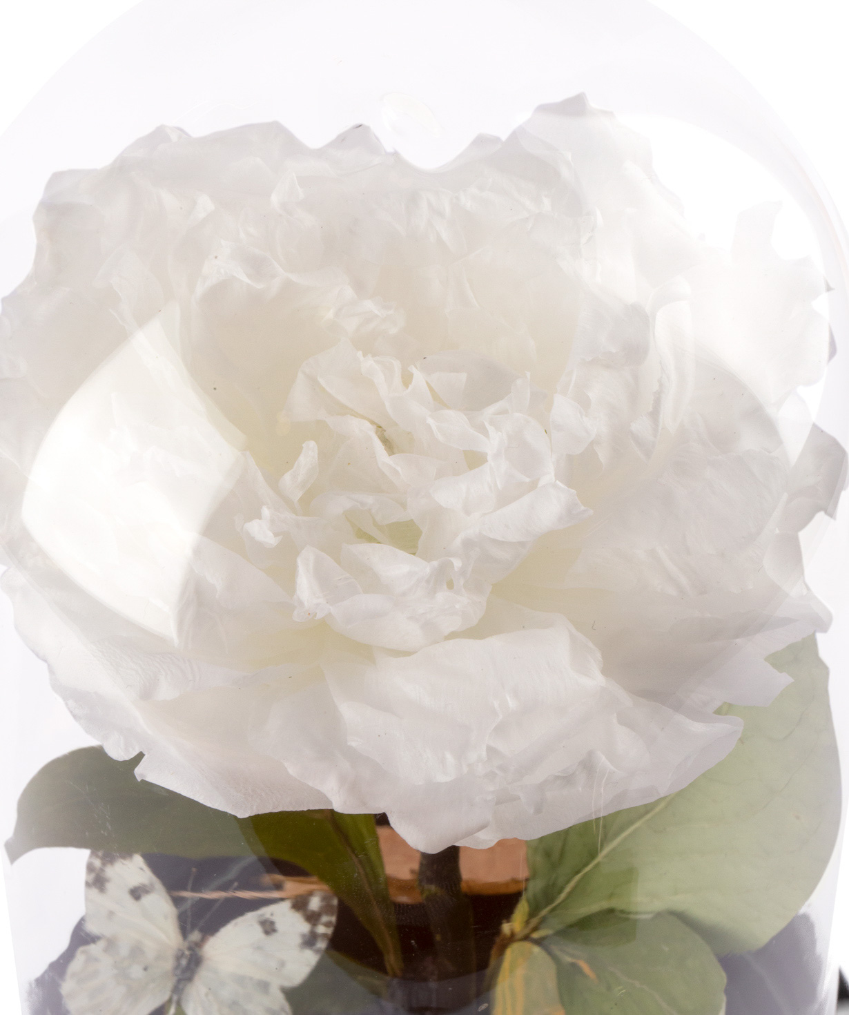 Pion `EM Flowers` eternal 27 cm white