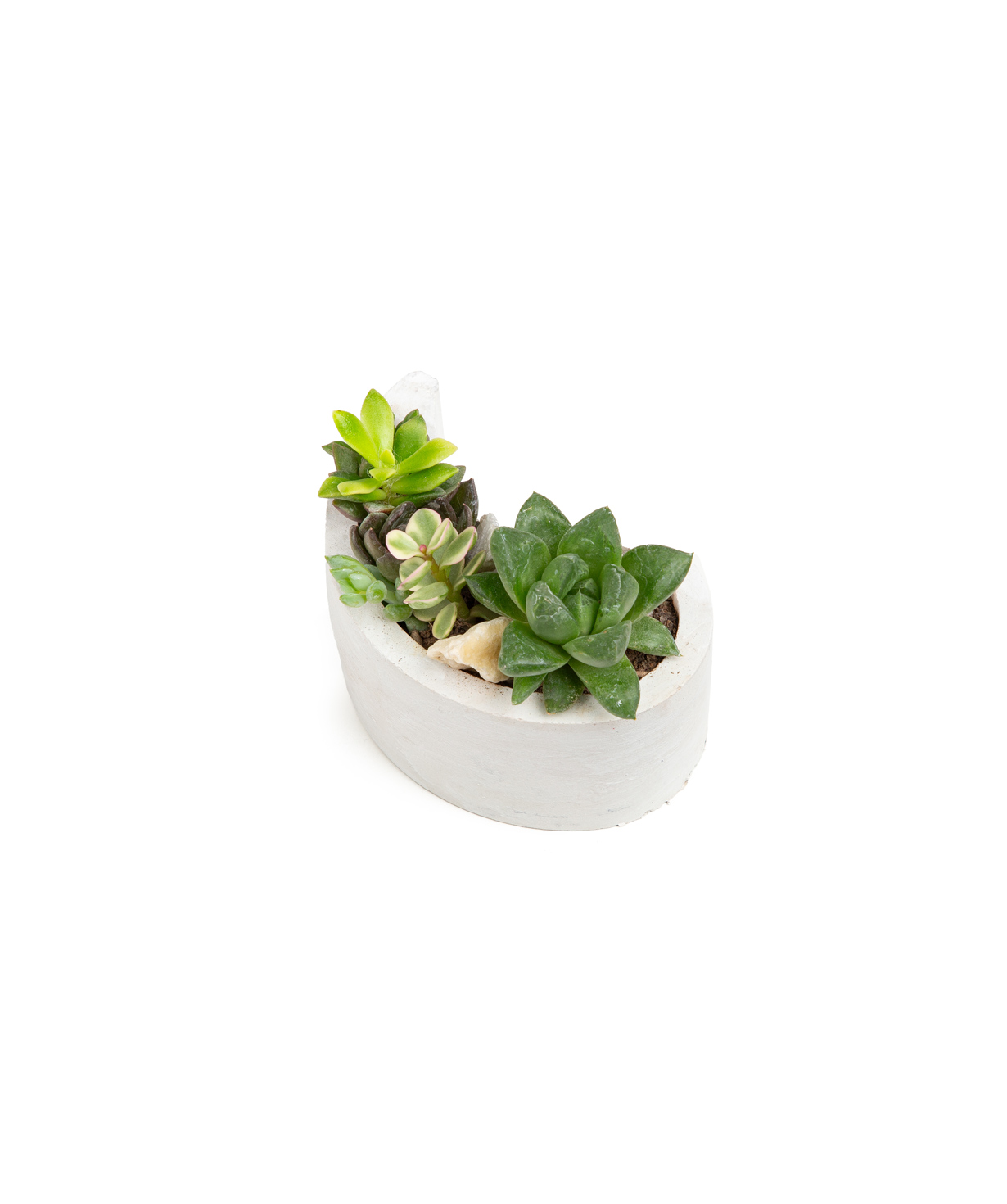 Plant «Eco Garden» Succulent №41