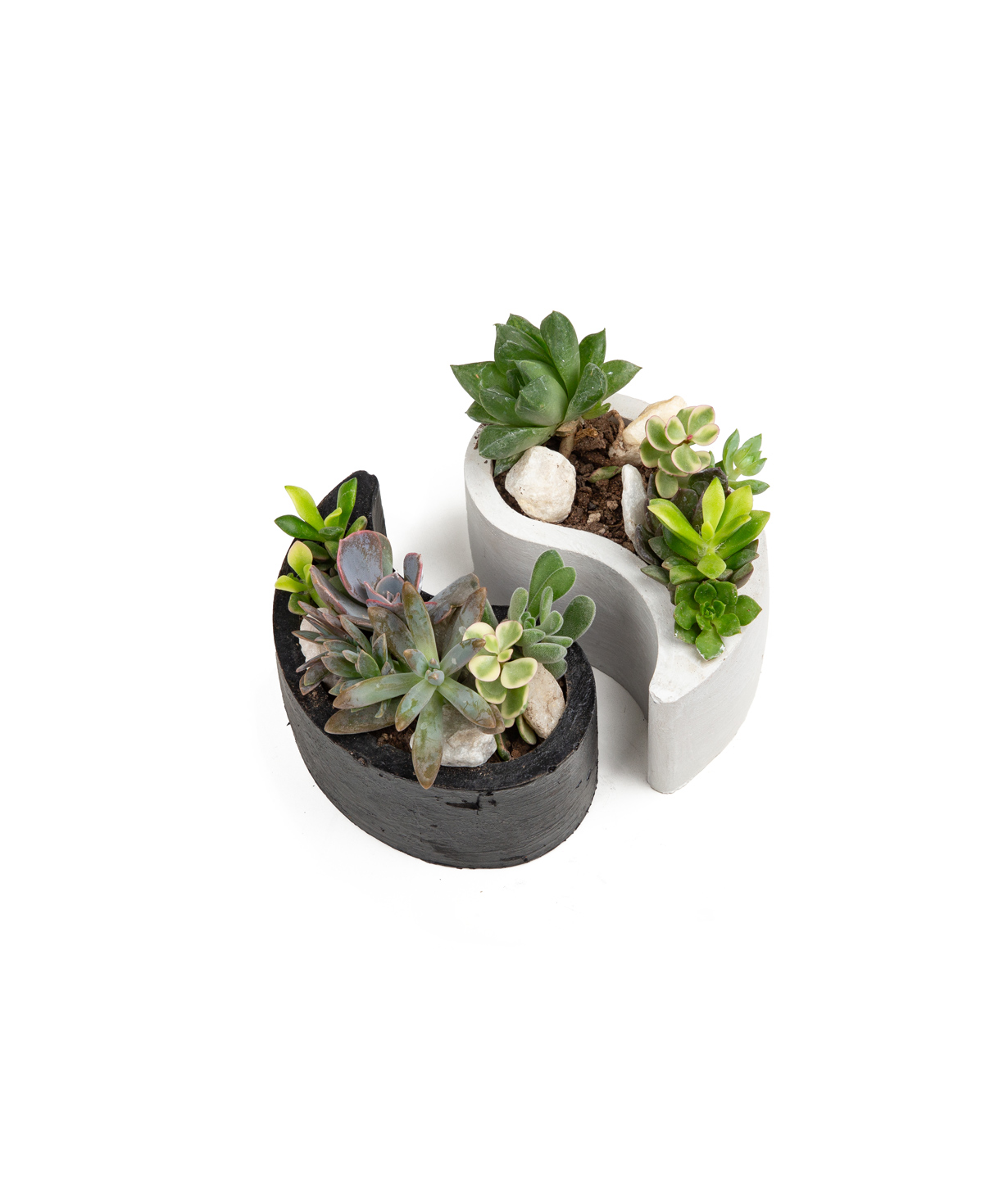 Plant «Eco Garden» Succulent №42