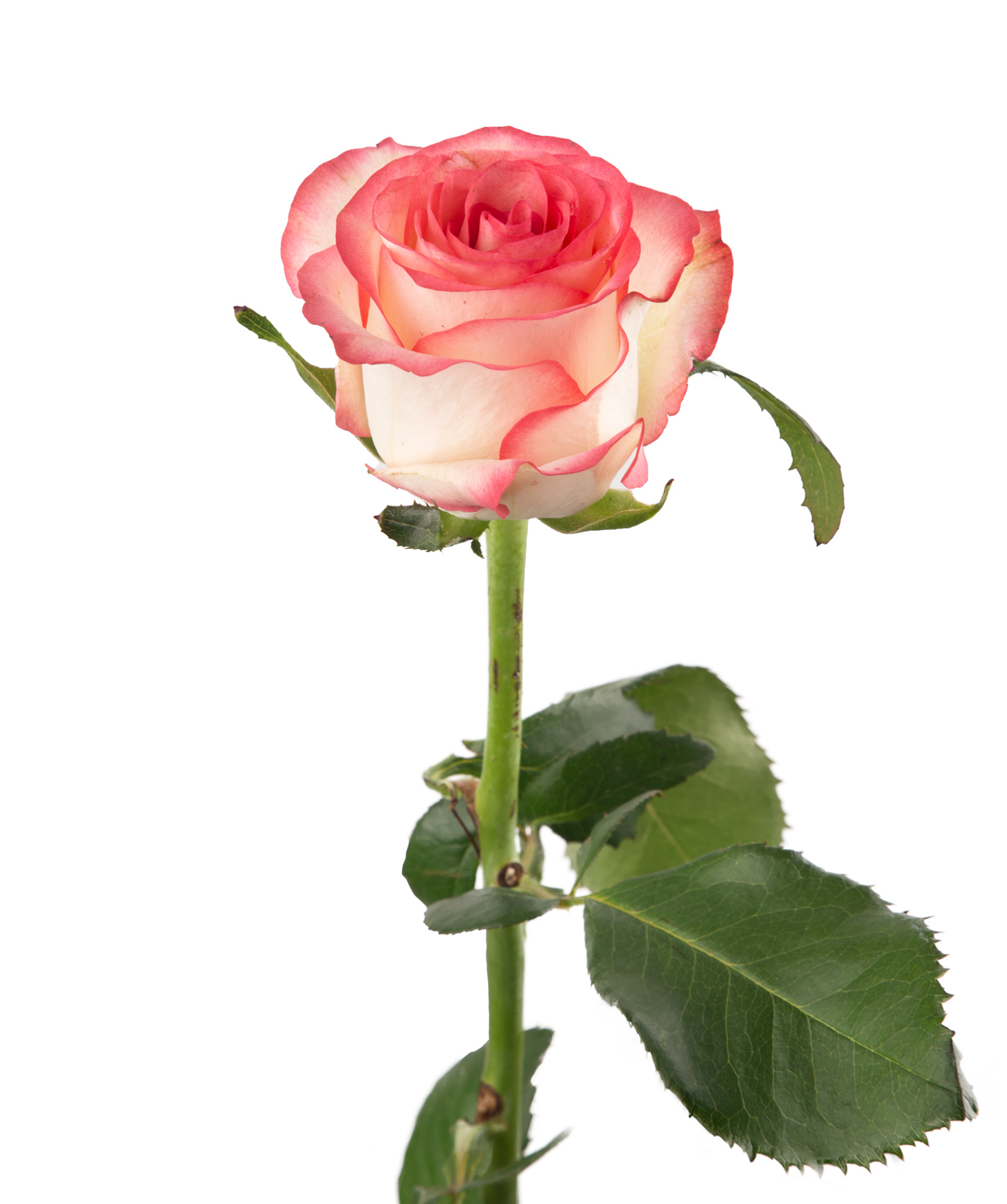 Rose «Jumilia» pink, 80 cm