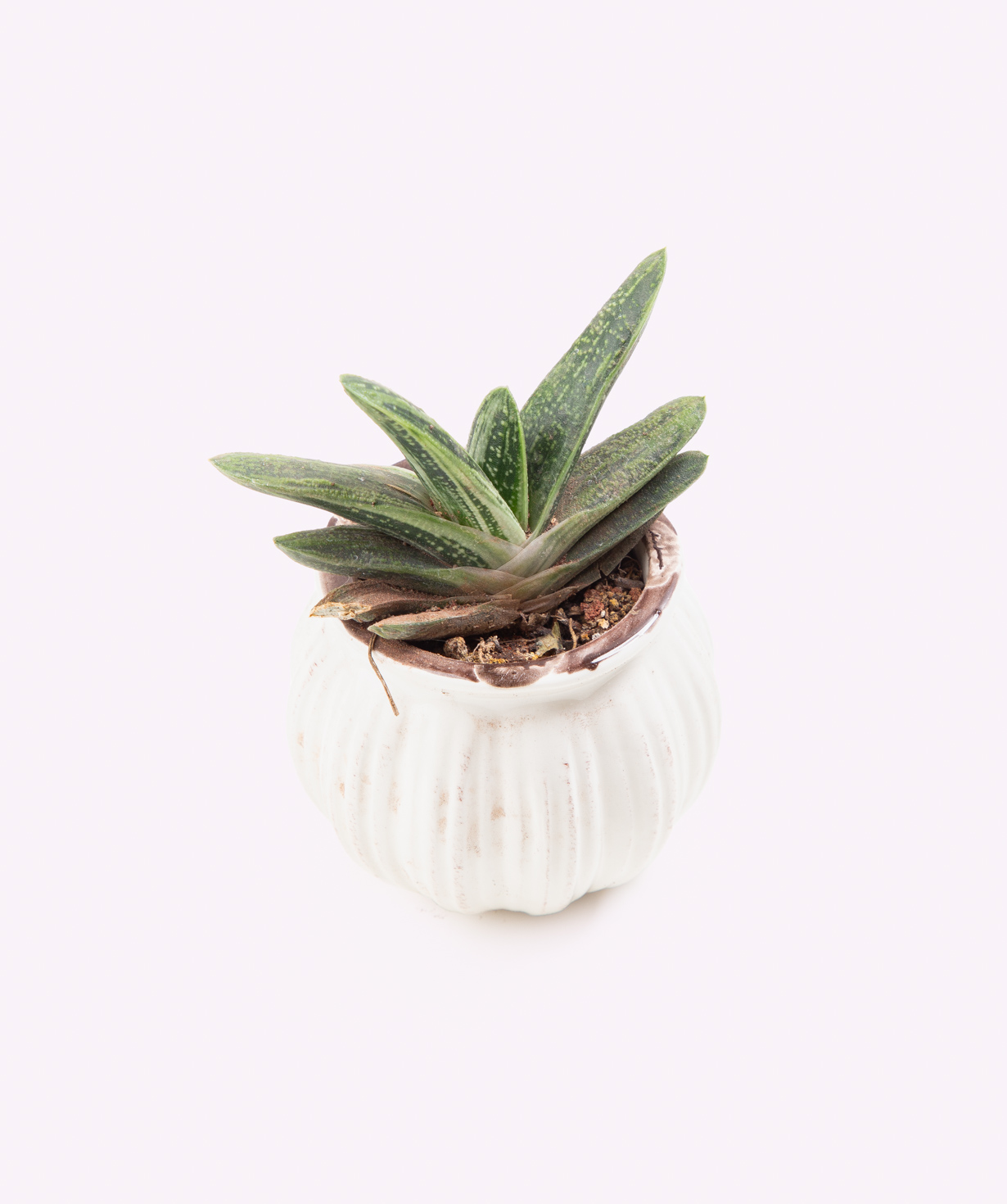 Растение «Eco Garden» Сукулент №56