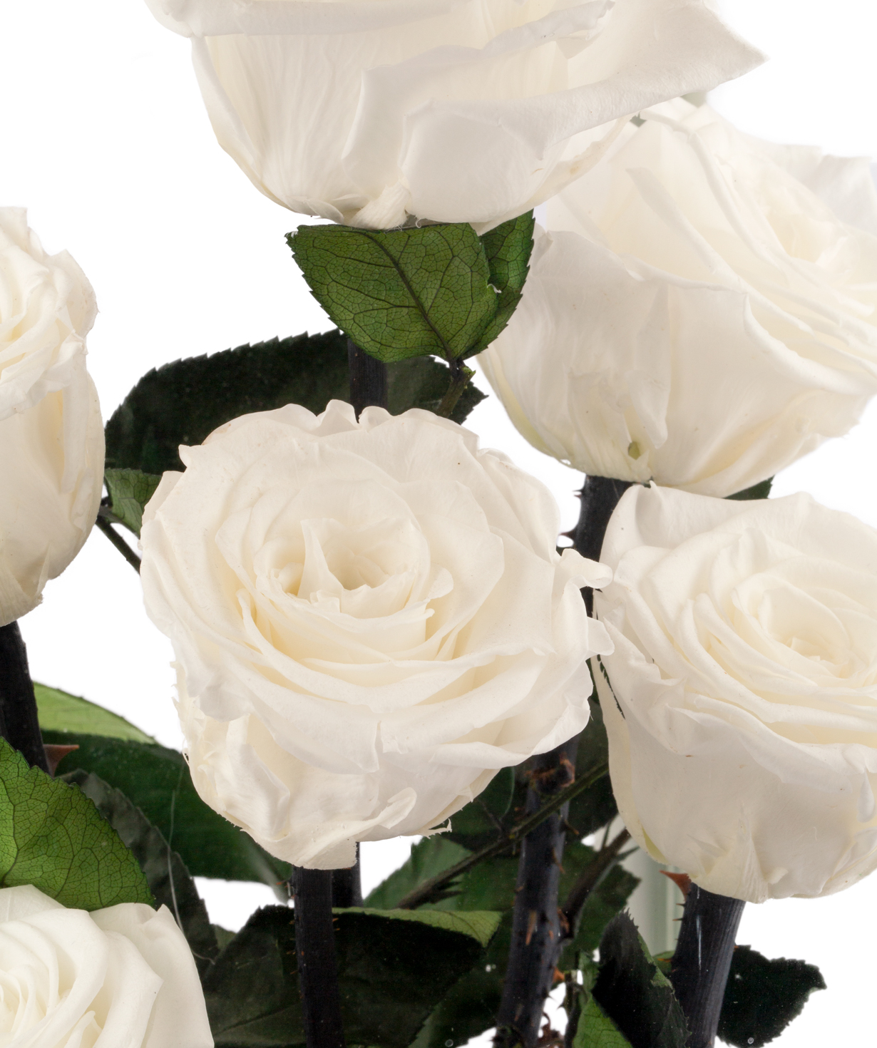 Կոմպոզիցիա «EM Flowers» հավերժական սպիտակ վարդերով