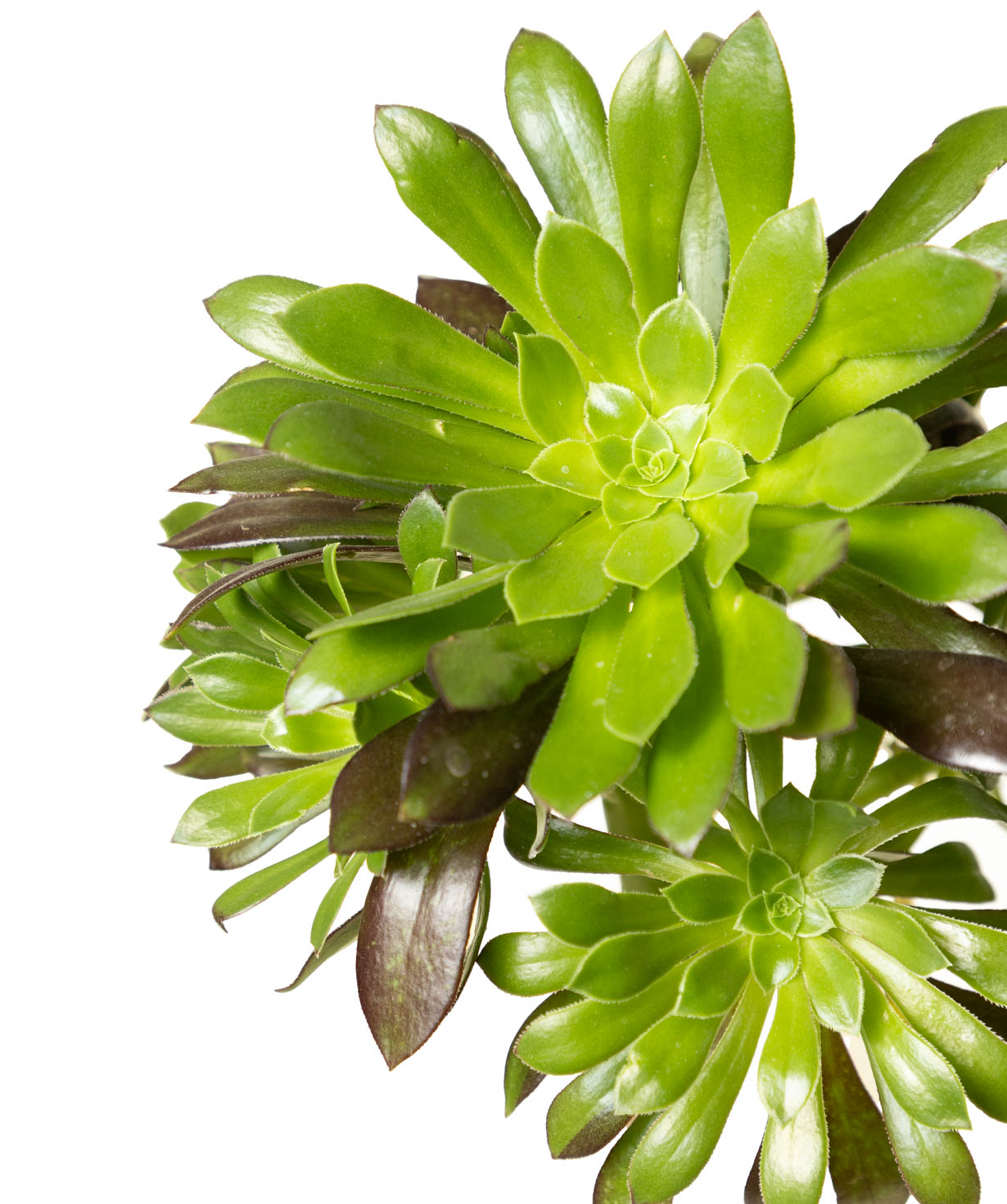 Բույս «Eco Garden» Կանաչ Էոնիում №77