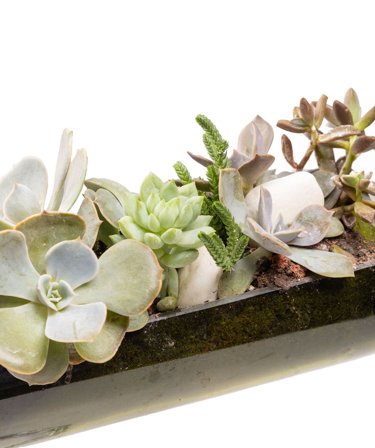 Բույս «Eco Garden» Գինի սուկուլենտներ №71