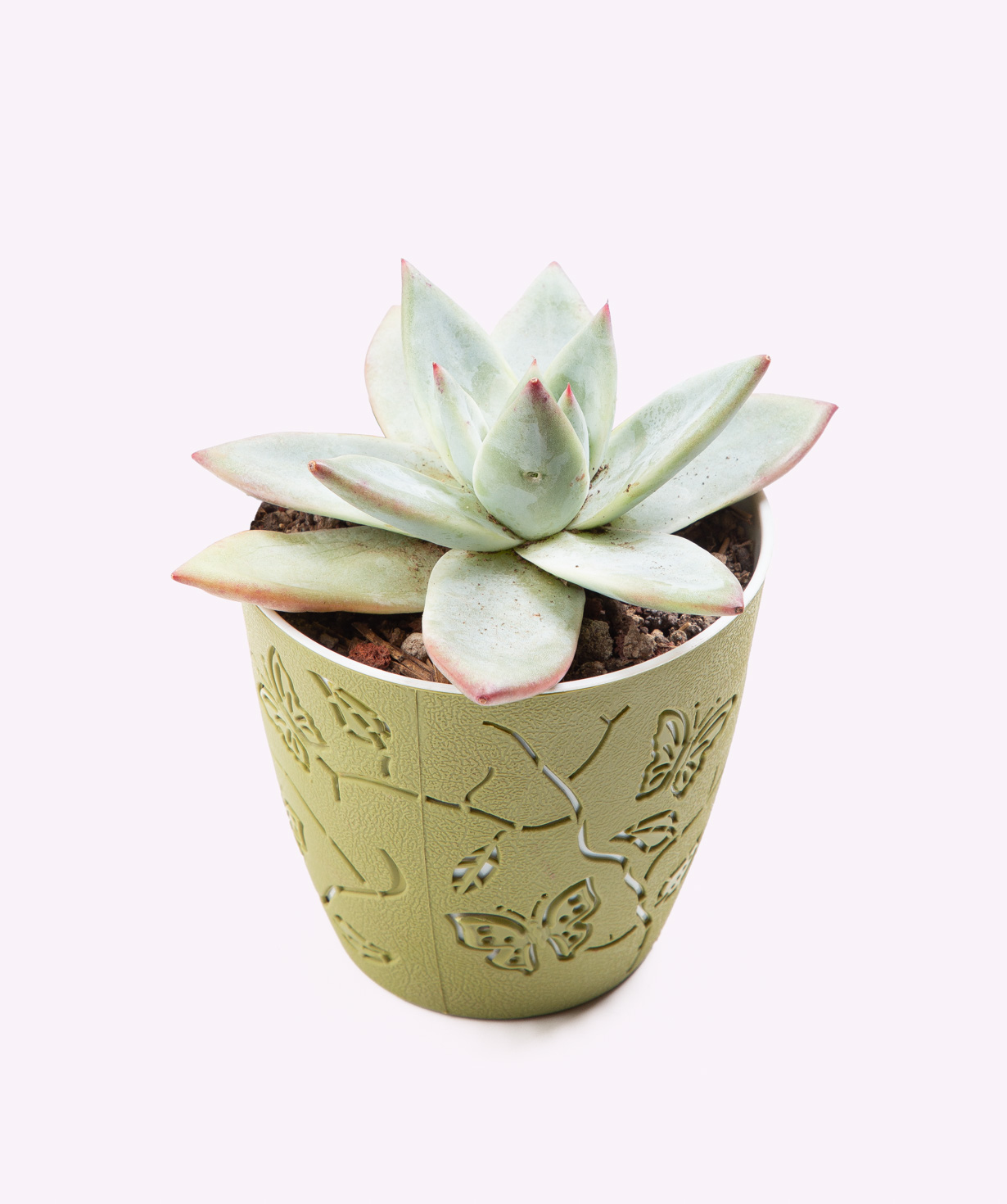 Растение «Eco Garden» Сукулент №52