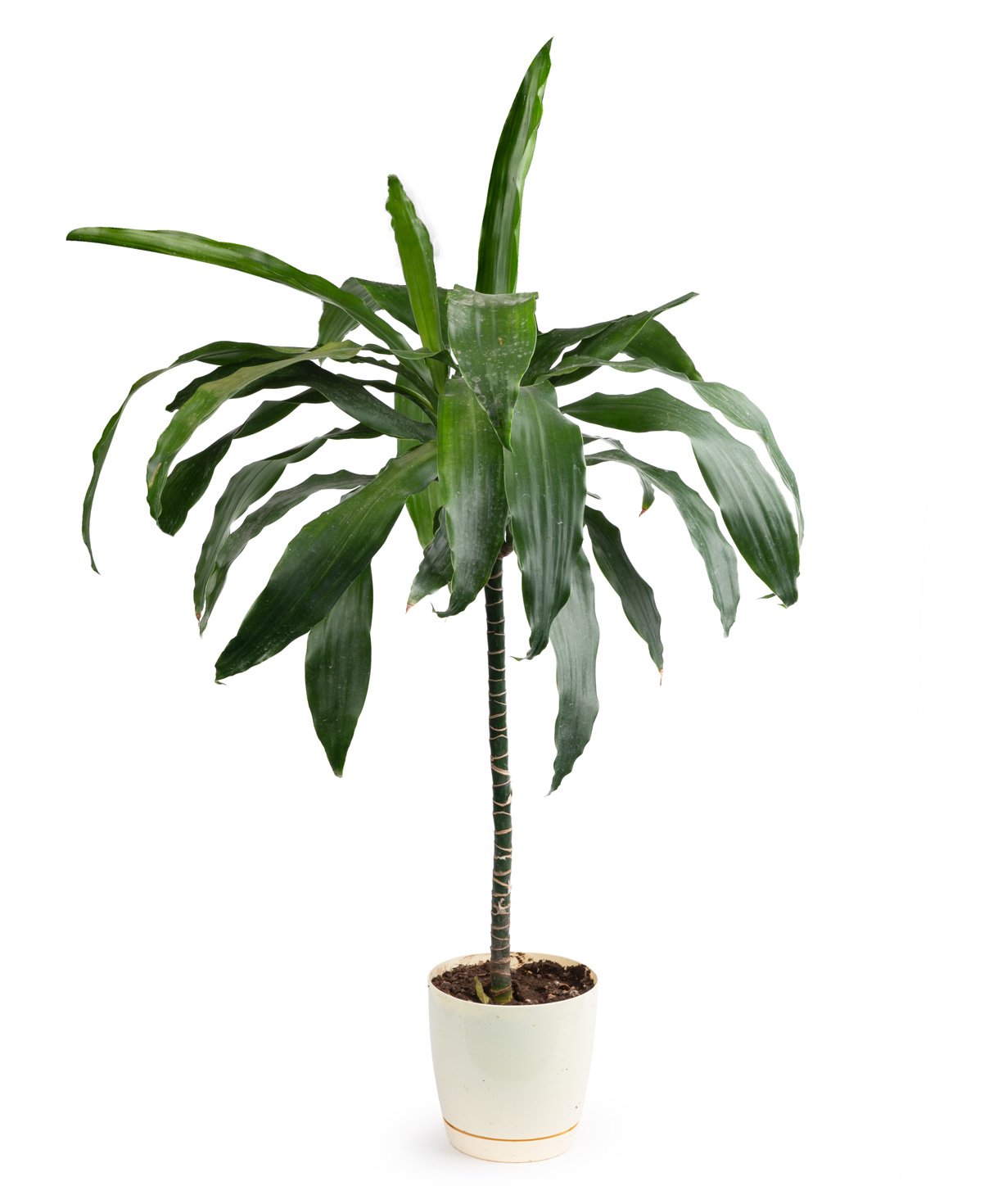 Plant «Eco Garden» Dracaena №1