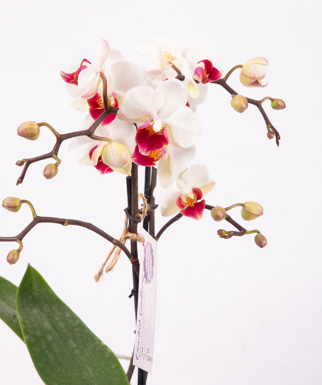 Растение «Orchid Gallery» Орхидея №38