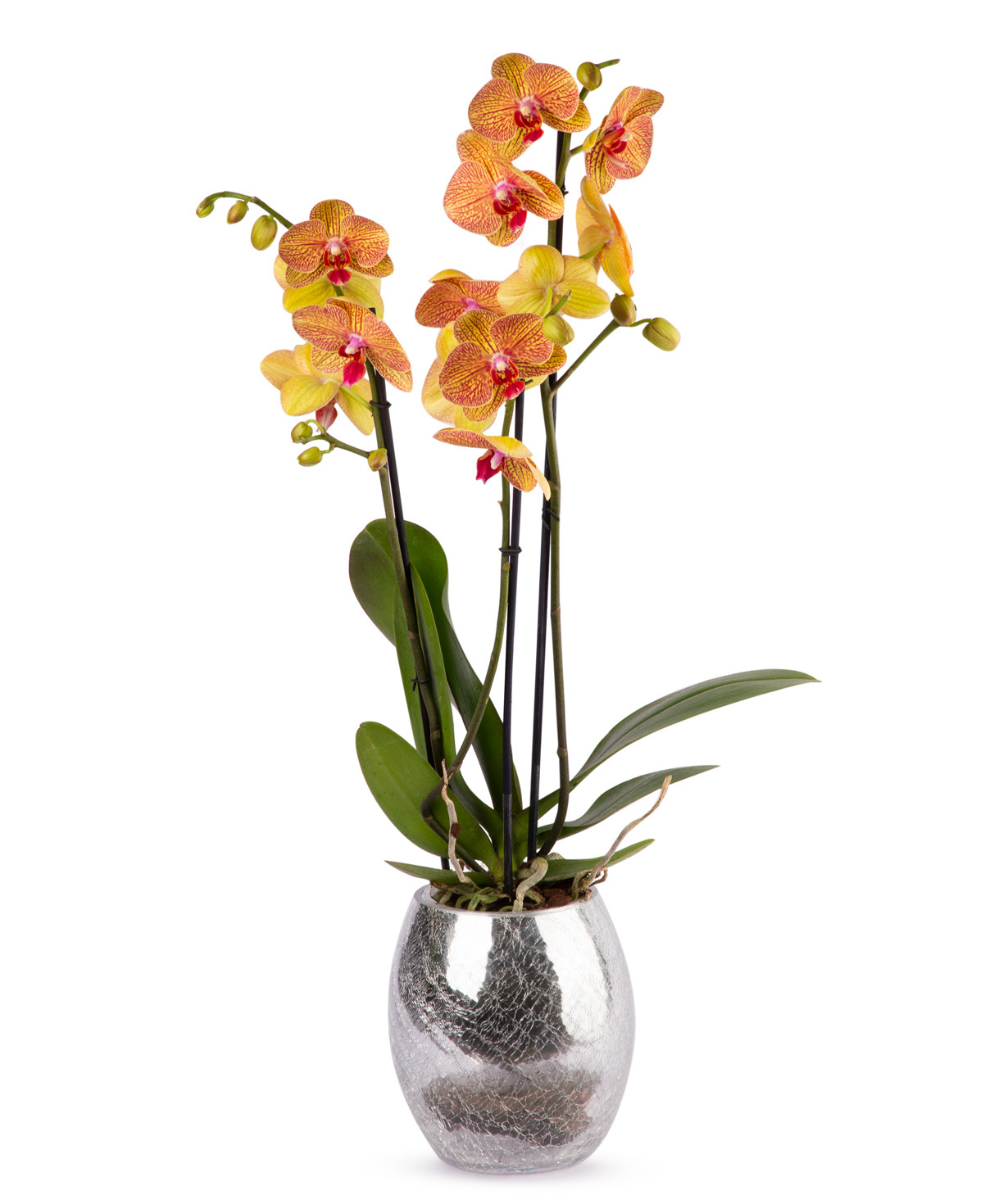 Растение `Orchid Gallery` Орхидея №8