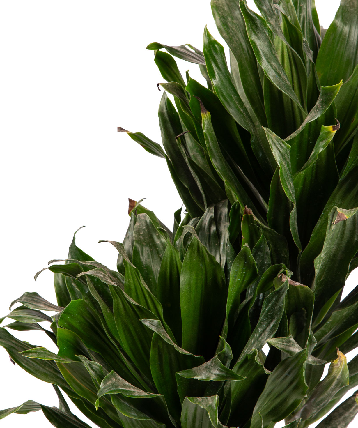 Plant «Orchid Gallery» Dracaena №7