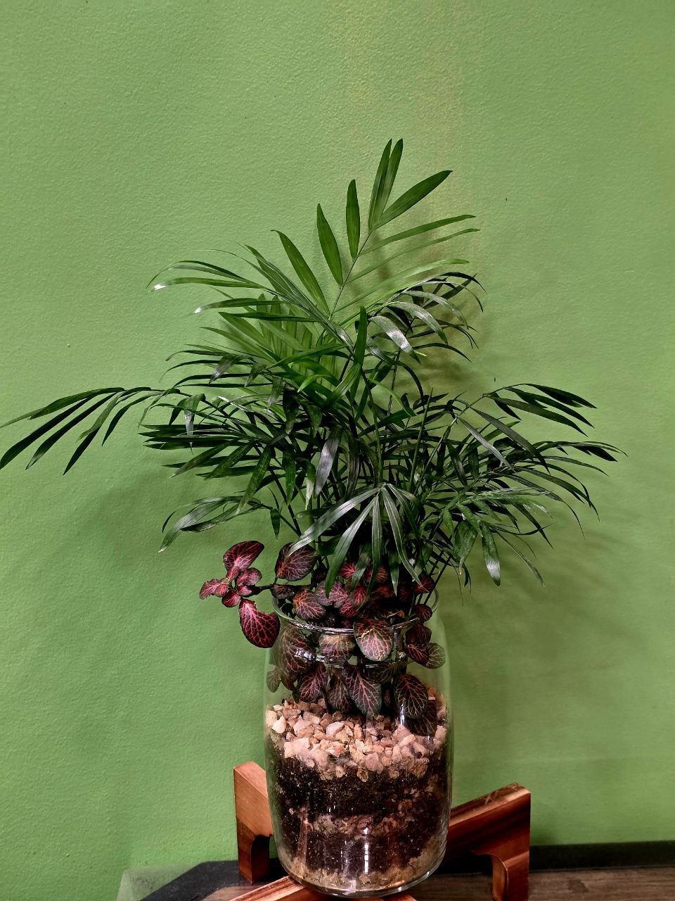 Բույս «Greenarium» Ֆլորարյում №43