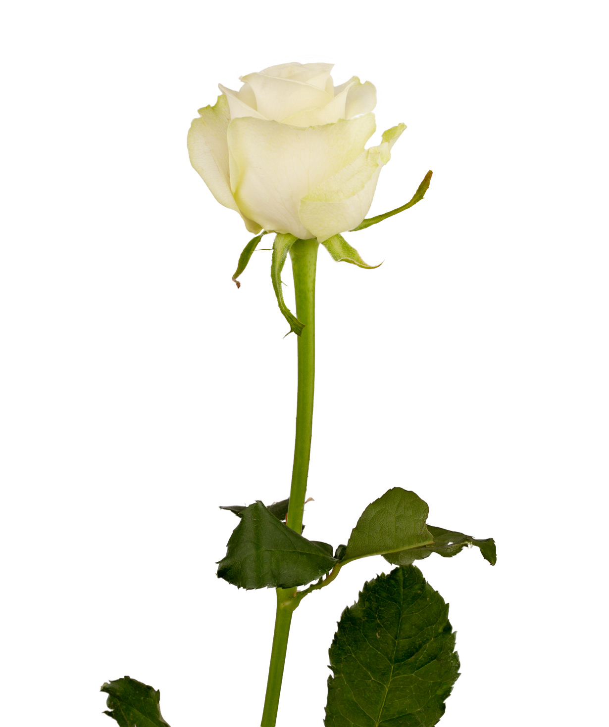 Rose `Polar star` white, 80 cm