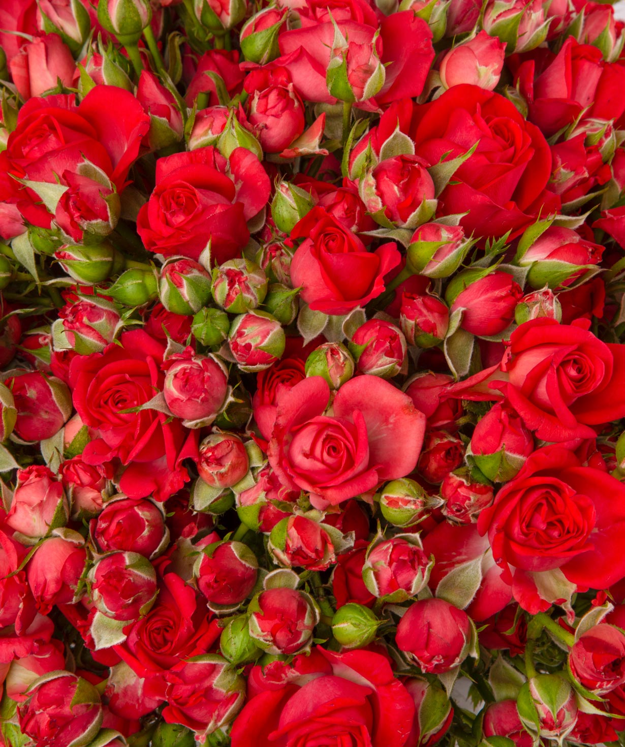 Կոմպոզիցիա «Կալիպսո» փնջային վարդերով, մեծ