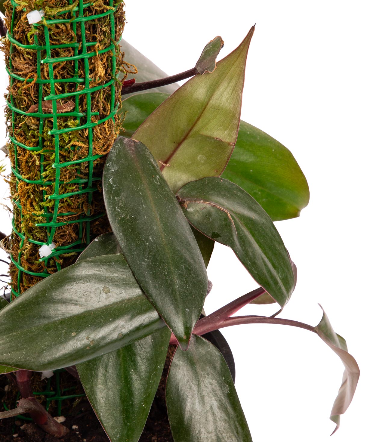 Plant «Orchid Gallery» Philodendron №1