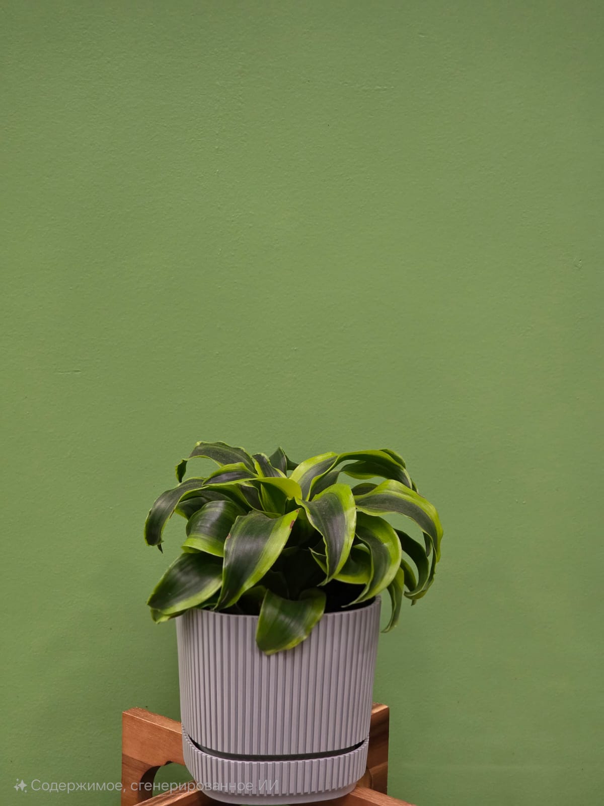 Растение «Greenarium» Dracaena Tornado  №37