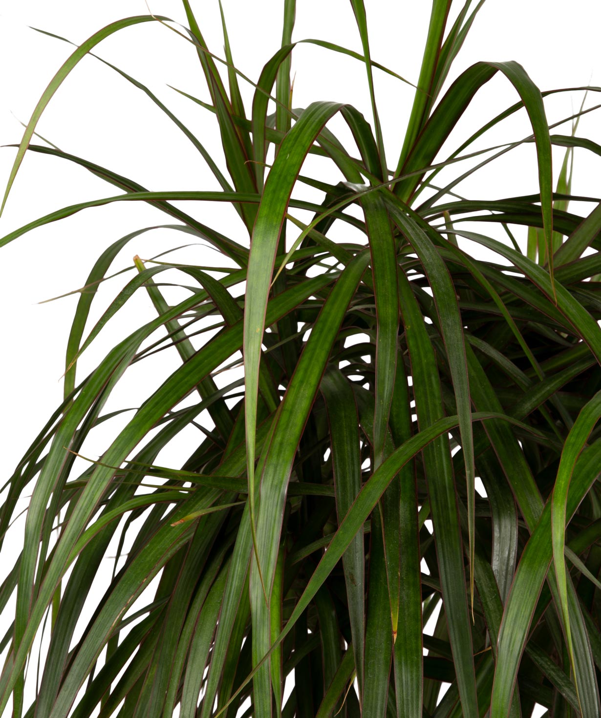Растение `Grig Garden`  Драцена маргината