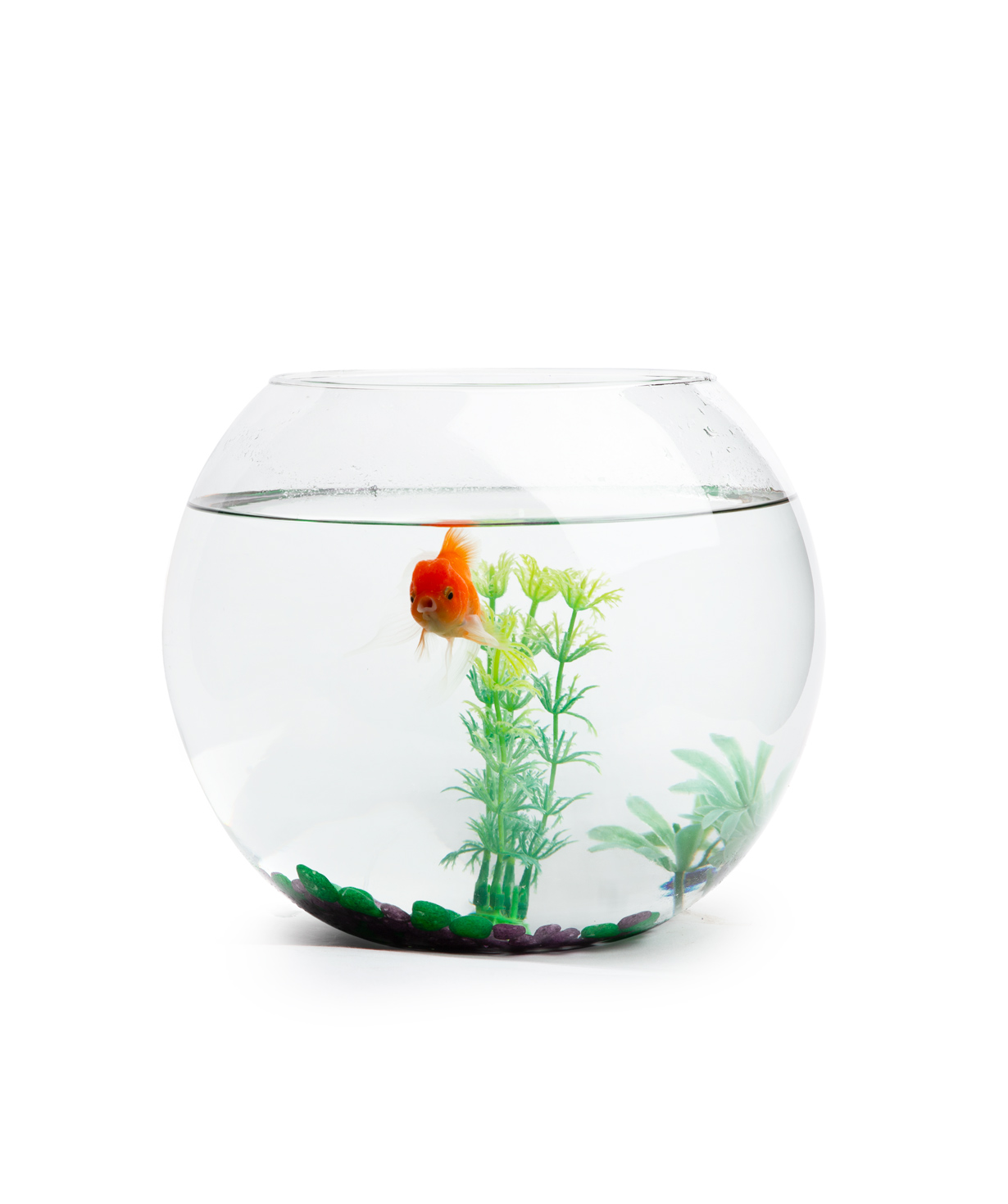 Goldfish «Eco Garden» in a tank