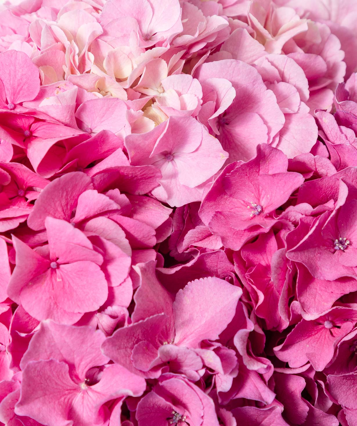 Bouquet “Pink Cloud”