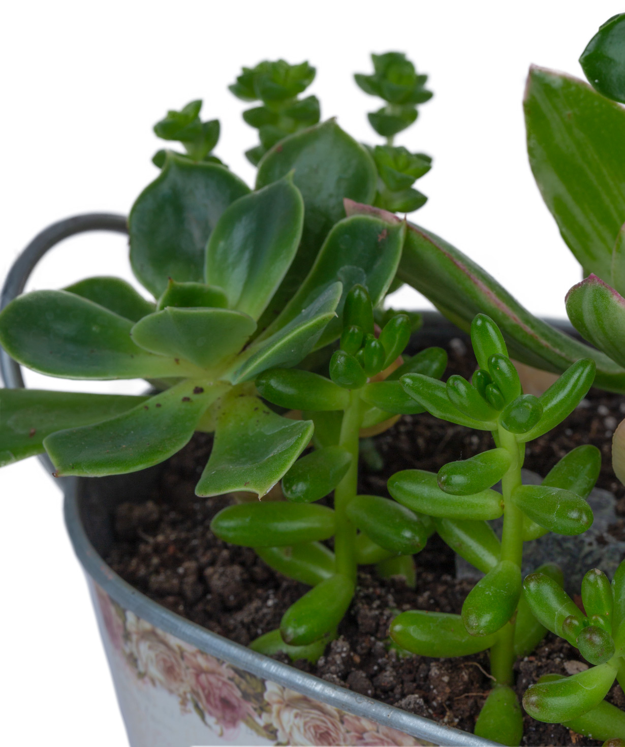 Plant `Jakarta` Succulent