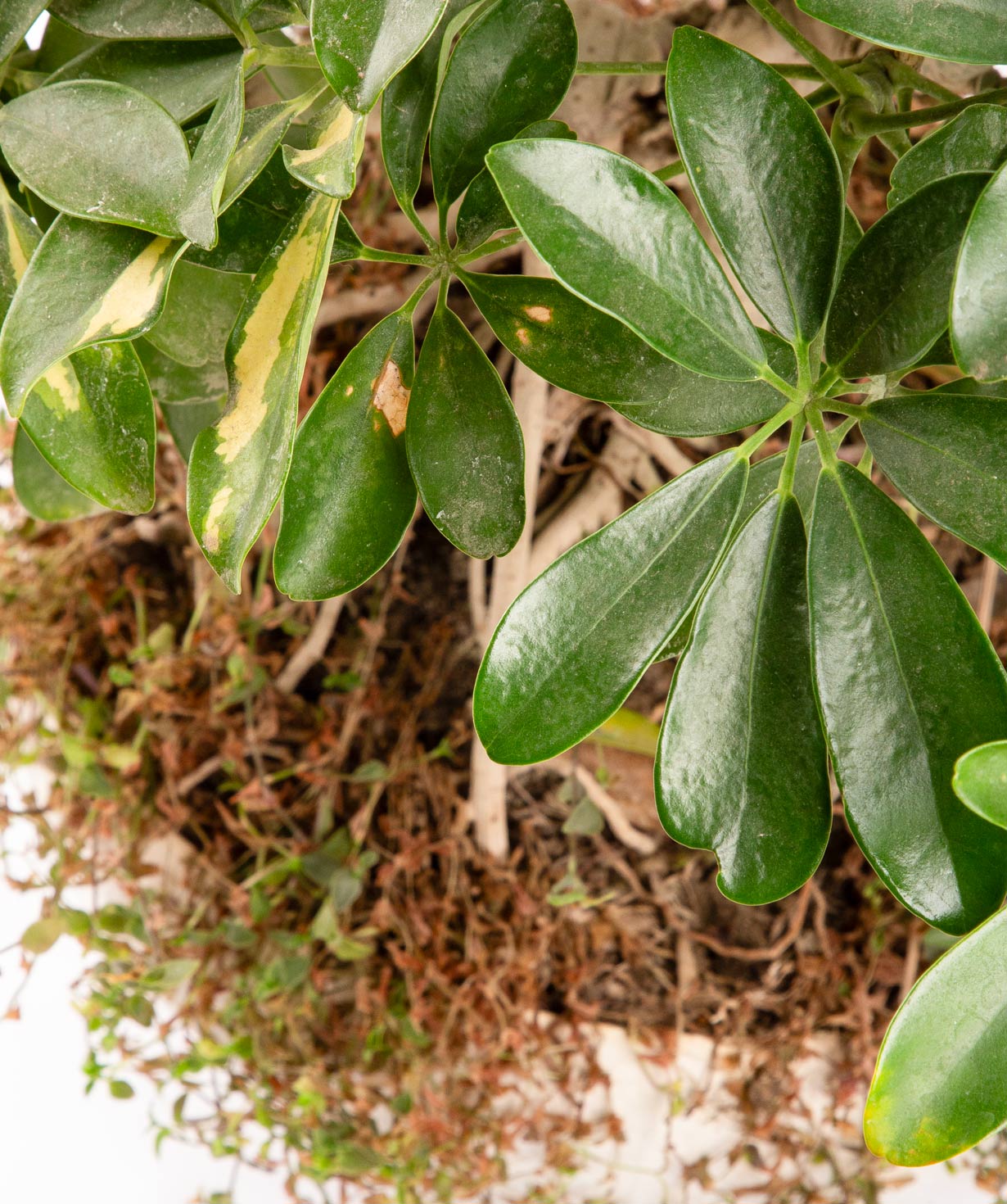 Plant «Orchid Gallery» Schefflera Bonsai №1