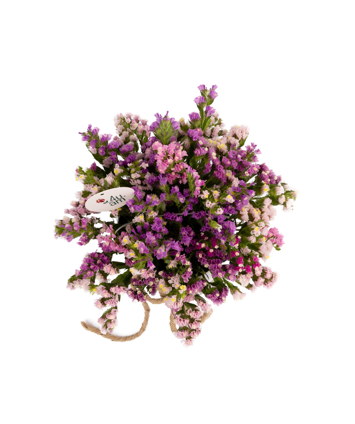 Composition `Zabel` with limoniums (dried flowers)